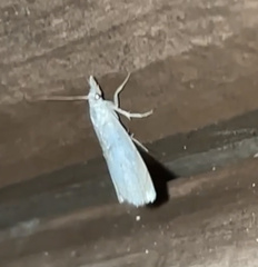Crambus albellus