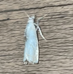Crambus albellus