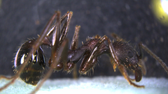 Aphaenogaster geei