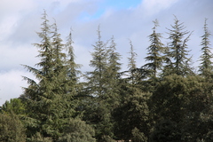 Cedrus libani