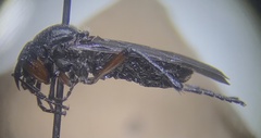 Bibio femoratus