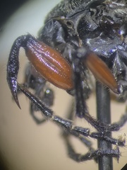 Bibio femoratus