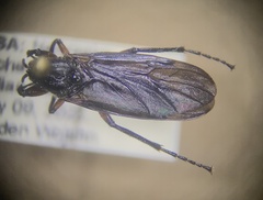 Bibio femoratus
