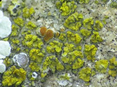 Flavoplaca flavocitrina