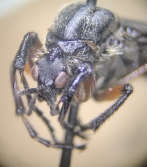 Bibio femoratus