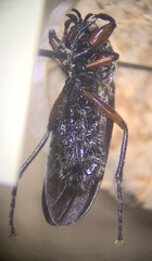 Bibio femoratus