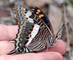 Charaxes saturnus