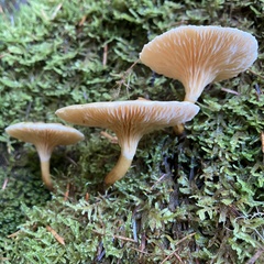 Hygrophoropsis