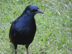 Onychognathus morio morio