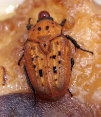Diphrontis gerstaeckeri
