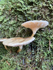 Hygrophoropsis