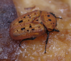 Diphrontis gerstaeckeri