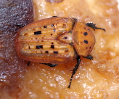 Diphrontis gerstaeckeri