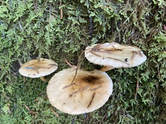 Hygrophoropsis
