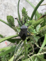 Pachylis acutangulus