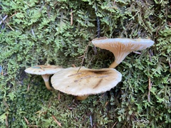 Hygrophoropsis