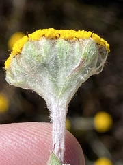 Helichrysum catipes