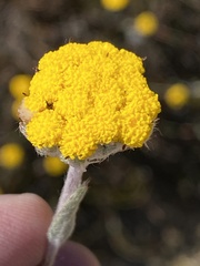 Helichrysum catipes