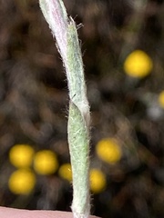 Helichrysum catipes