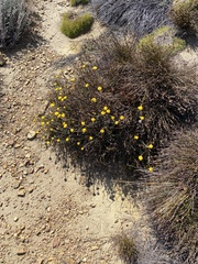 Helichrysum catipes