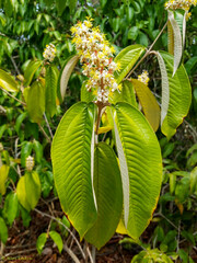 Miconia fallax