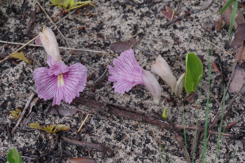 Siphonochilus puncticulatus image