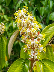 Miconia fallax