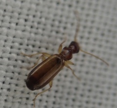 Paradromius linearis