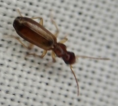Paradromius linearis