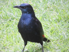 Onychognathus morio morio