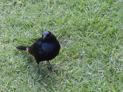 Onychognathus morio morio