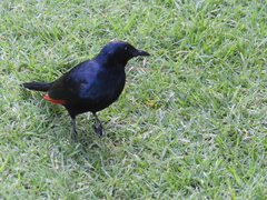 Onychognathus morio morio