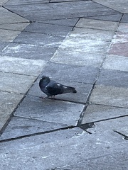 Columba livia domestica