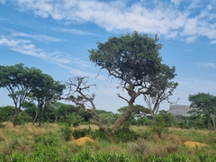 Strychnos cocculoides