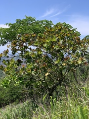 Anacardiaceae