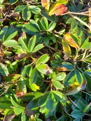 Sibbaldiopsis tridentata