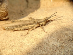 Pyrgomorpha conica