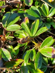 Sibbaldiopsis tridentata