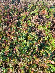 Sibbaldiopsis tridentata