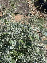 Teucrium
