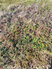 Sibbaldiopsis tridentata