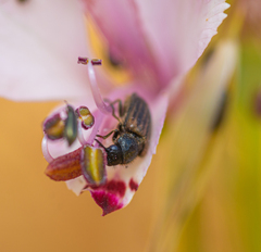 Coleoptera