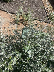 Teucrium