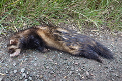 Mustela putorius