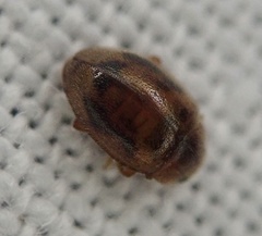 Rhyzobius chrysomeloides