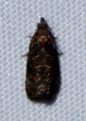 Endothenia hebesana