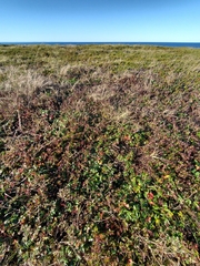 Sibbaldiopsis tridentata