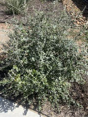 Teucrium