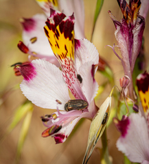 Coleoptera