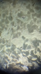 Physarum bivalve